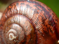 Helminthoglypta phlyctaena