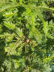 Prumnopitys ferruginea