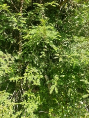 Prumnopitys ferruginea