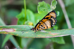 Byblia anvatara