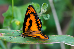 Byblia anvatara