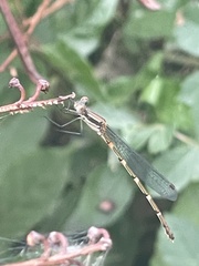 Austrolestes analis