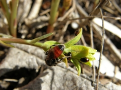 Insecta