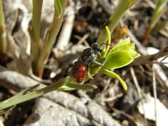 Insecta