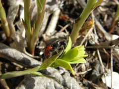 Insecta