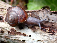 Helminthoglypta phlyctaena
