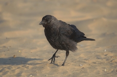 Corvus monedula