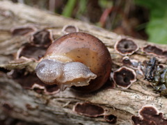 Helminthoglypta phlyctaena