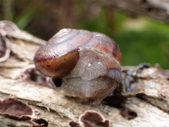Helminthoglypta phlyctaena