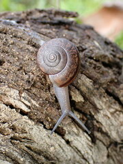 Helminthoglypta phlyctaena