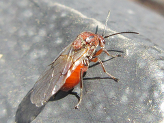 Cynipidae