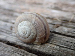 Helminthoglypta walkeriana