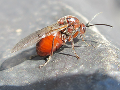Cynipidae