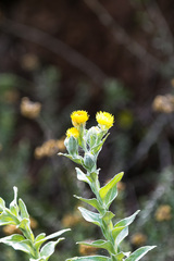 Helichrysum decorum