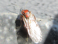 Cynipidae