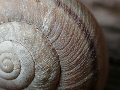 Helminthoglypta walkeriana