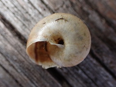 Helminthoglypta walkeriana