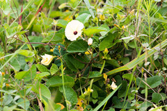Hewittia malabarica