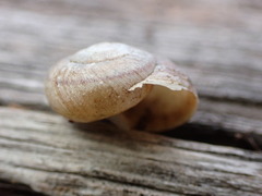 Helminthoglypta walkeriana