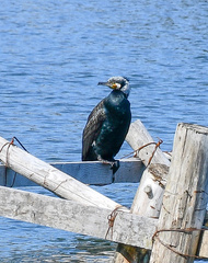 Phalacrocorax carbo