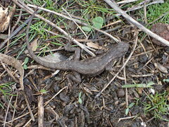 Sceloporus occidentalis