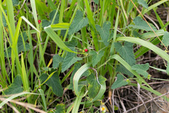 Zehneria scabra