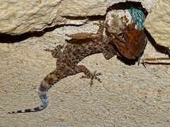 Hemidactylus turcicus