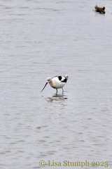 Recurvirostra americana