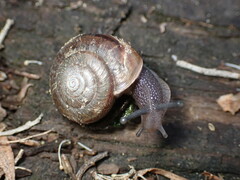 Helminthoglypta umbilicata