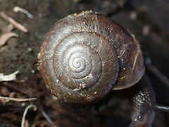 Helminthoglypta umbilicata