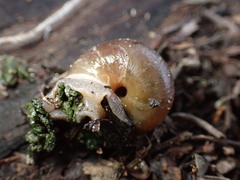 Helminthoglypta umbilicata