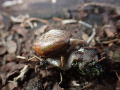 Helminthoglypta umbilicata