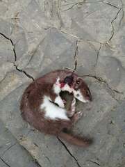 Mustela nivalis
