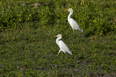 Bubulcus ibis coromandus