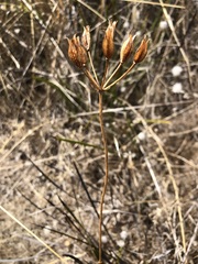 Burchardia umbellata