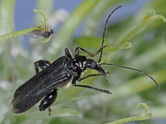 Oedemera tristis