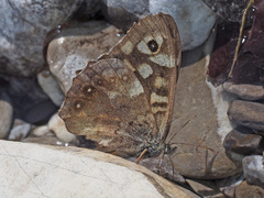 Pararge aegeria