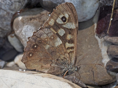 Pararge aegeria