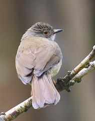 Rubigula erythropthalmos