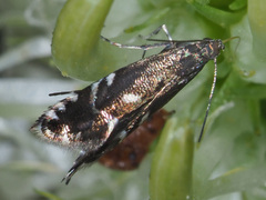 Glyphipterix simpliciella