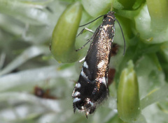 Glyphipterix simpliciella