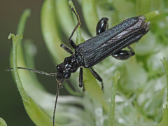 Oedemera tristis