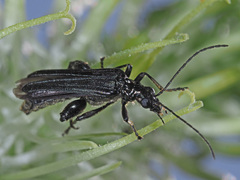 Oedemera tristis
