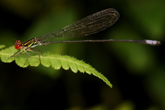Pseudagrion hageni