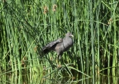 Gallinula tenebrosa