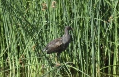 Gallinula tenebrosa