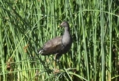 Gallinula tenebrosa