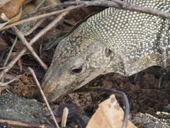 Varanus nebulosus