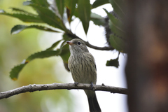 Pachycephala rufiventris