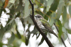 Chrysococcyx lucidus